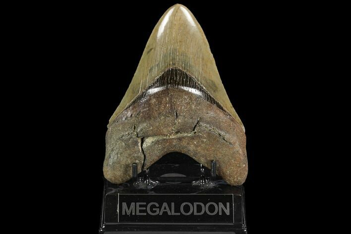 Serrated, 5.23" Fossil Megalodon Tooth - South Carolina